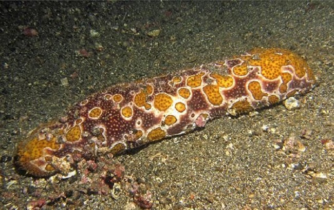 Le rori léopard (ou rori ruahine) a une valeur commerciale jugée moyenne. Mais les rori titi blanc ou rori titi noir ont une forte valeur commerciale.