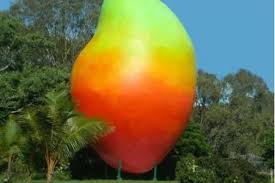 En Australie, le vol de la mangue géante élucidé