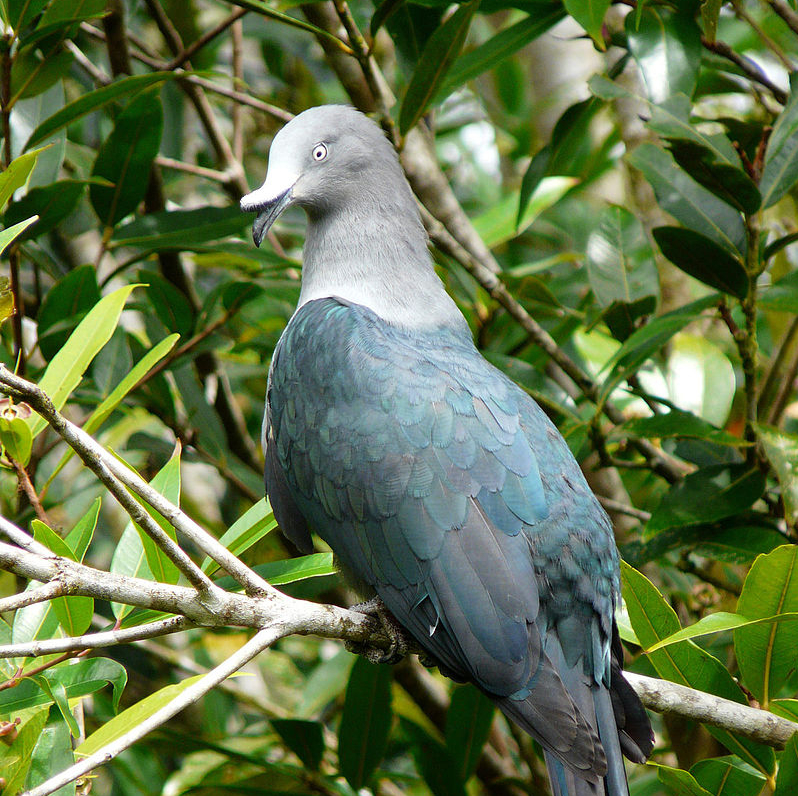 Oiseau endémique aux îles Marquises : le ‘upe a failli disparaitre