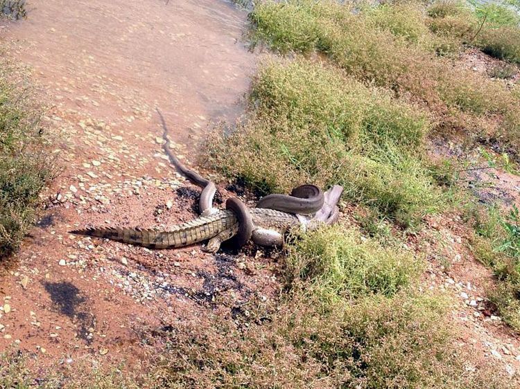 Combat dans un lac d'Australie: le serpent avale le crocodile