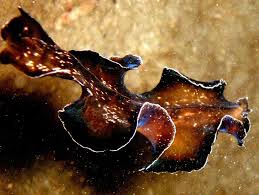 Une nouvelle espèce de ver plat découverte en Europe, une menace pour la biodiversité