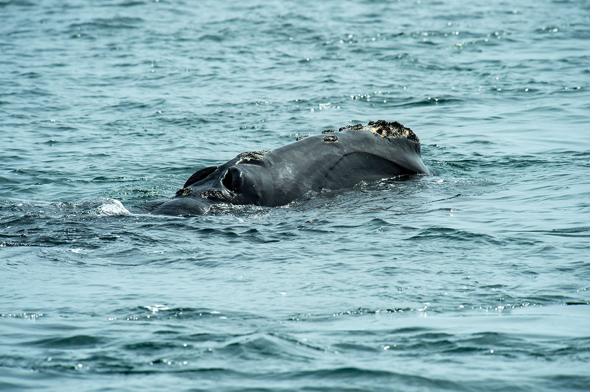 Joseph Prezioso / AFP