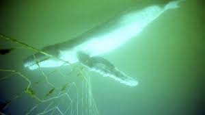Tunisie: une baleine de 10 mètres meurt après s'être prise dans des filets de pêche