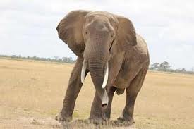 Les éléphants détectent les prédateurs humains au son de leur voix