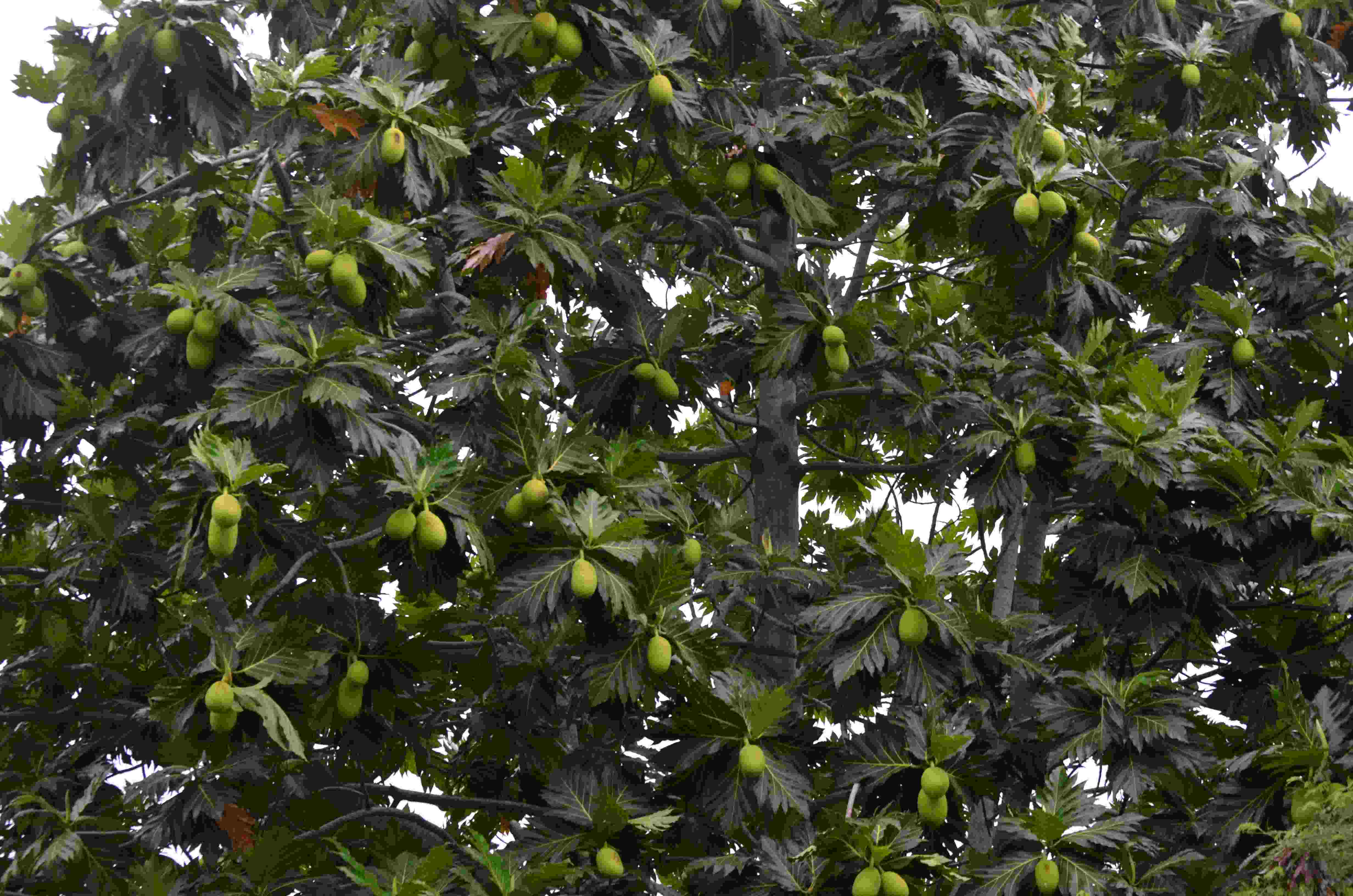 Venez régaler vos pupilles et vos papilles au 2ème Festival du 'uru