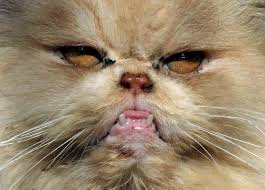 USA: terrorisés par leur chat persan, ils demandent l'aide de la police