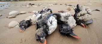 Echouage massif d'oiseaux marins: la LPO décide de porter plainte pour pollution