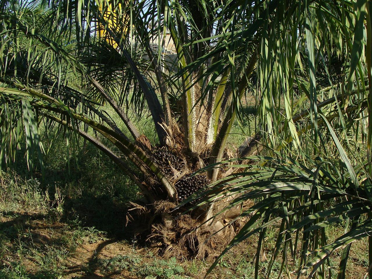 L'Indonésie suspend toutes ses exportations d'huile de palme