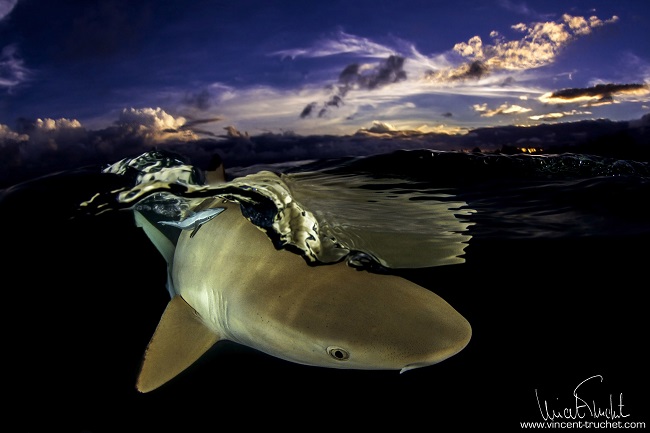 Un requin pointes noires dans le lagon au coucher du soleil. C'est l'heure à laquelle les requins se mettent en chasse. Ils perdent alors en partie leur inhibition naturelle envers l'homme et il devient plus facile de les approcher.