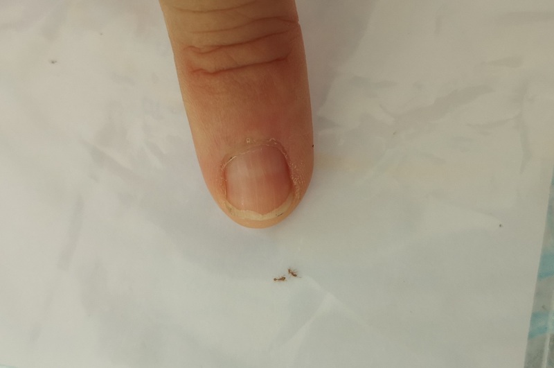 Alerte à la petite fourmi de feu à Raiatea