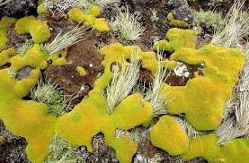 Des mousses antarctiques revivent après 1.500 ans d'hibernation sous la glace