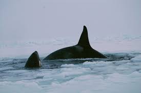 Canada: mort d'une trentaine de dauphins piégés par les glaces