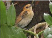 Sauvegarde du monarque de Tahiti: Vini soutient l'association Manu