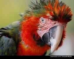 Quatre ans ferme pour des cambrioleurs trahis par un perroquet