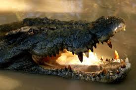 L'Australie renonce à son projet de safaris aux crocodiles