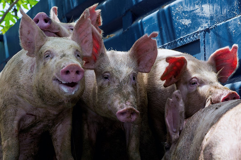 La peste porcine africaine détectée en Allemagne, non loin de la frontière française