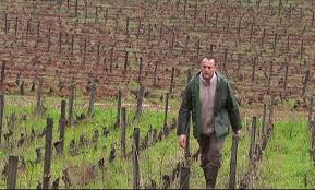 Une amende infligée à un viticulteur bio qui a refusé de traiter ses vignes