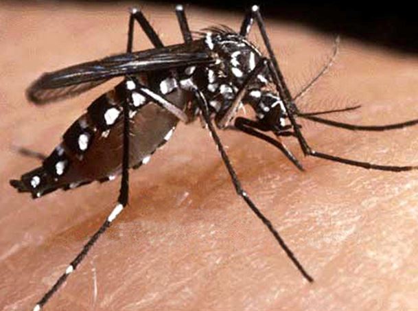 Dengue en Polynésie: l'épidémie persiste et s'aggrave