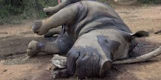 Massacres de rhinocéros en Afrique du Sud en hausse depuis le début de l'année