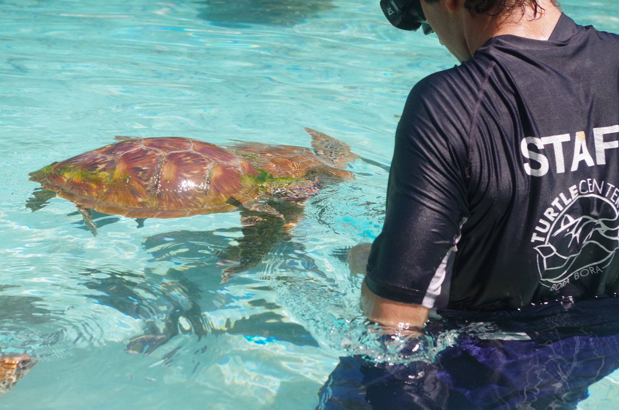 Quatre tortues soignées au centre seront relâchées pour l'occasion