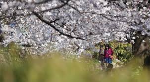 Japon: le mystère du cerisier de l'espace