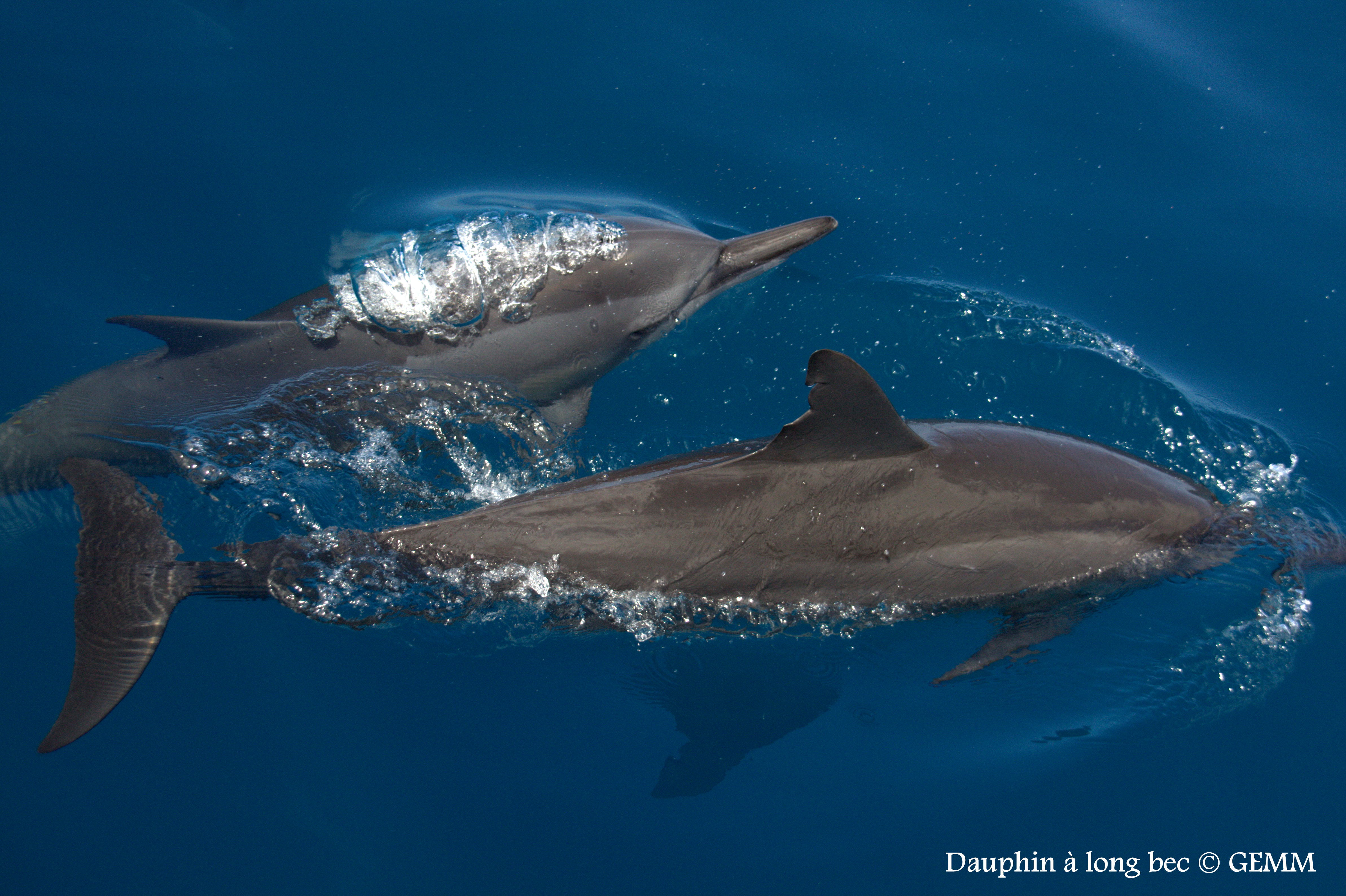 L’observatoire des cétacés a besoin de toi