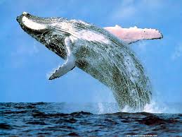 Le Japon va revoir son plan de chasse à la baleine dans l'Antarctique après la décision de la CIJ