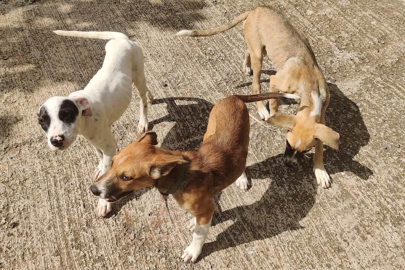 ​La justice annule l'interdiction de nourrir les chiens errants à Rangiroa