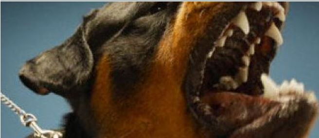 Un enfant de 18 mois mordu gravement à la tête par un chien