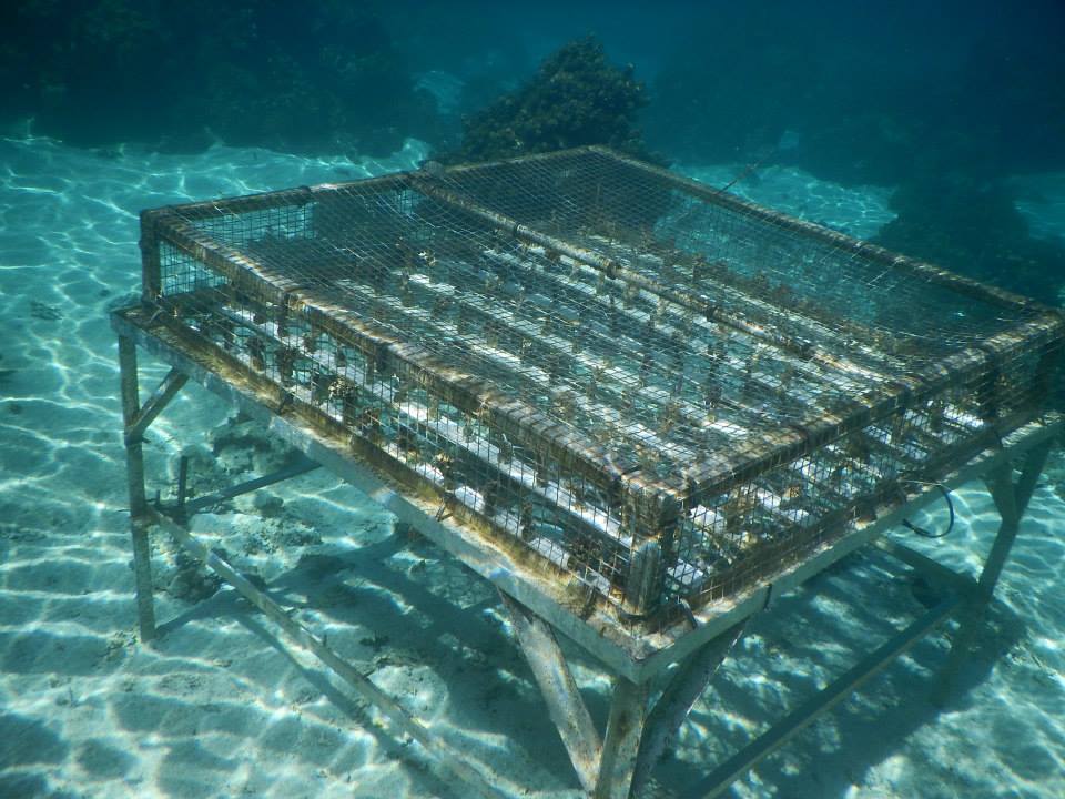 Les 140 boutures de corail vouées à l’adoption, ont été fixées sur cette table métallique. Crédit photo : ATPP