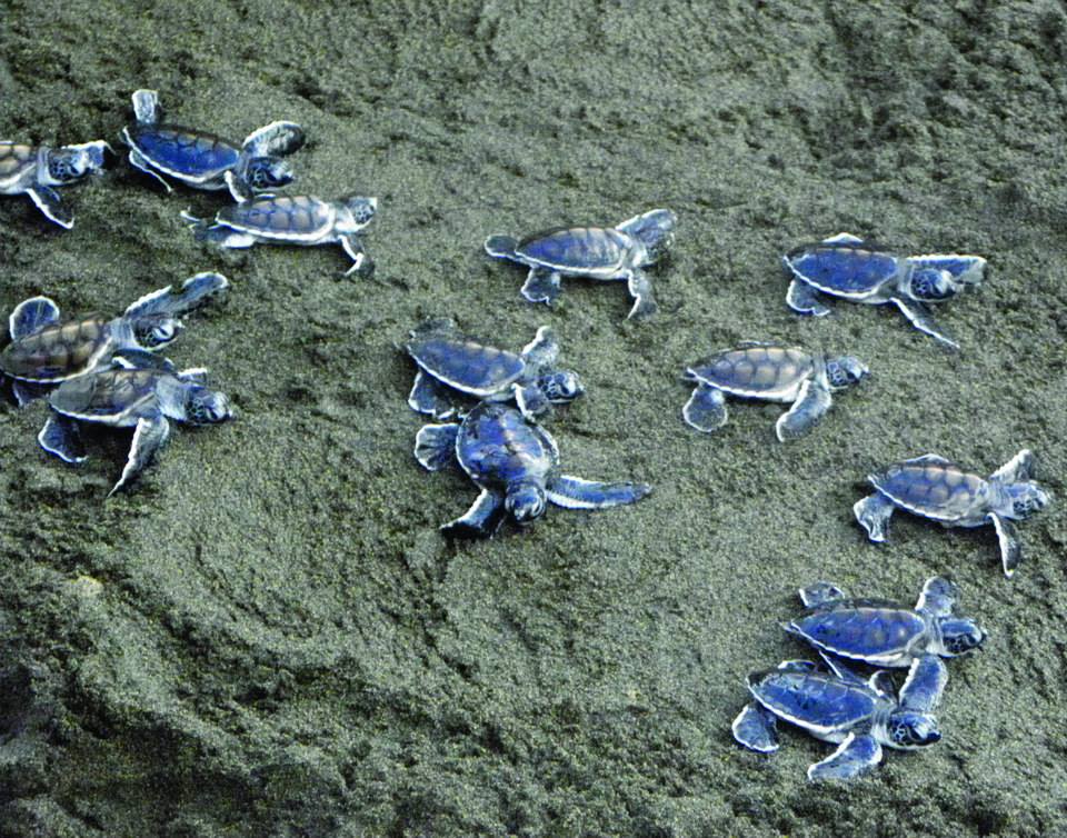 Ecologie : La tortue au cœur des débats