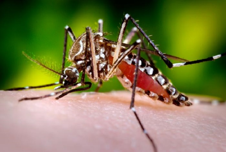 La dengue ne quitte pas la Polynésie, le chikungunya s’approche