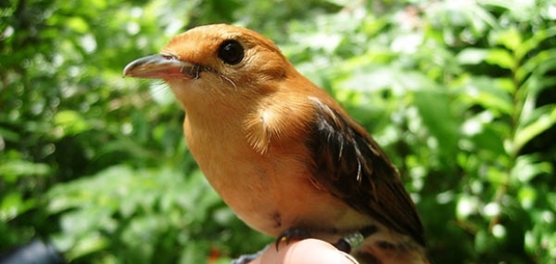 Un jeune monarque de Tahiti. Crédit : Thomas Ghestemme
