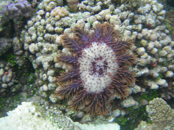 Operation Taramea i Mahina samedi 3 mai