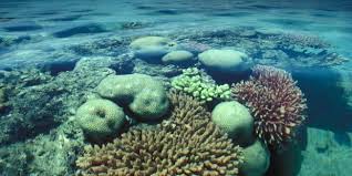 L'Unesco condamne le déversement de gravats près de la Grande barrière de corail