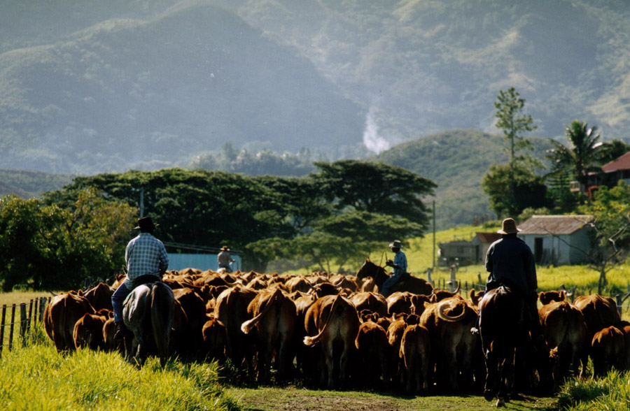 "Français et Calédonien", Flavien Pierson, descendant de pionniers, n'imagine la vie que sur le Caillou