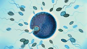 Conçue par don de sperme, elle se bat pour la levée de l'anonymat