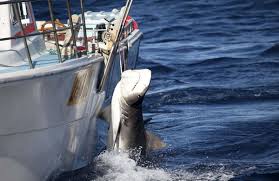 170 requins capturés pour un programme controversé en Australie