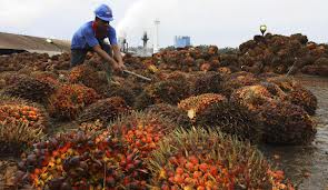 Huile de palme: la sécheresse et El Niño risquent de faire flamber le prix du shampooing