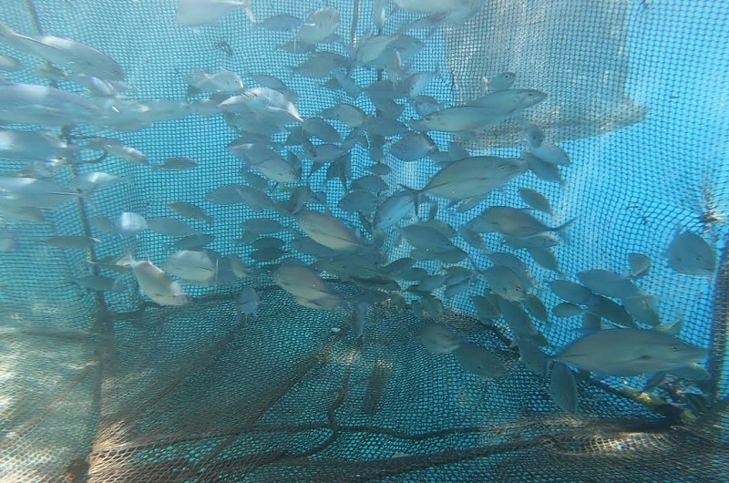 Des cages à poissons durables en phase de test