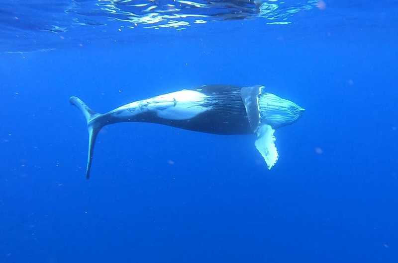 Protection des baleines : les observateurs d’Oceania sur le pont