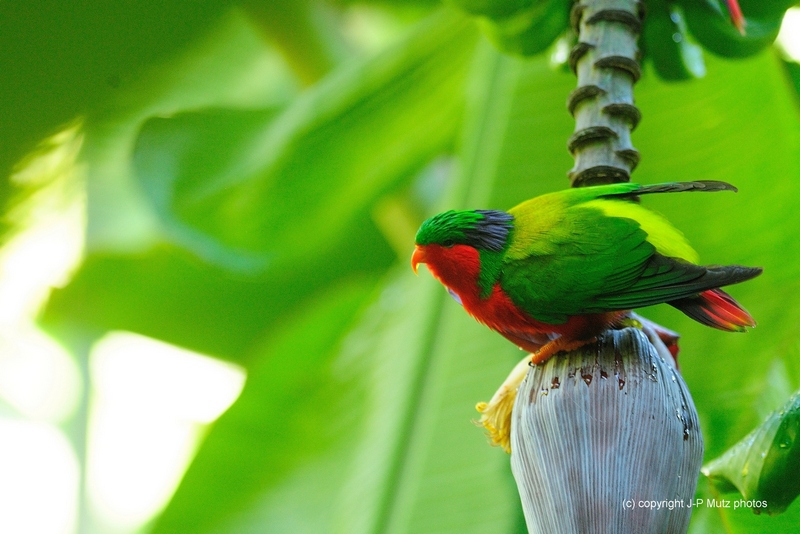 Les habitants de Rimatara veulent sauver le plus bel oiseau de Polynésie