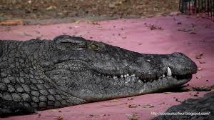 Russie: une comptable tombe sur un crocodile et le blesse grièvement