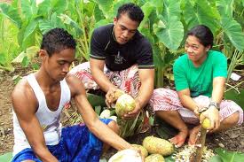 La cuisine samoane honorée sur la scène mondiale
