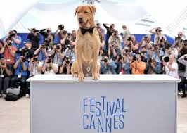Les chiens Luke et Body, vainqueurs ex-aequo de la Palm Dog