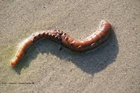 Biotechnologie: un ver marin aux pouvoirs miraculeux pour la médecine
