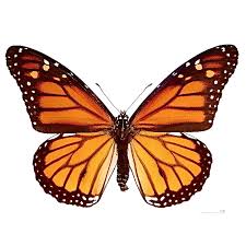 Les Toulousains invités à compter les papillons