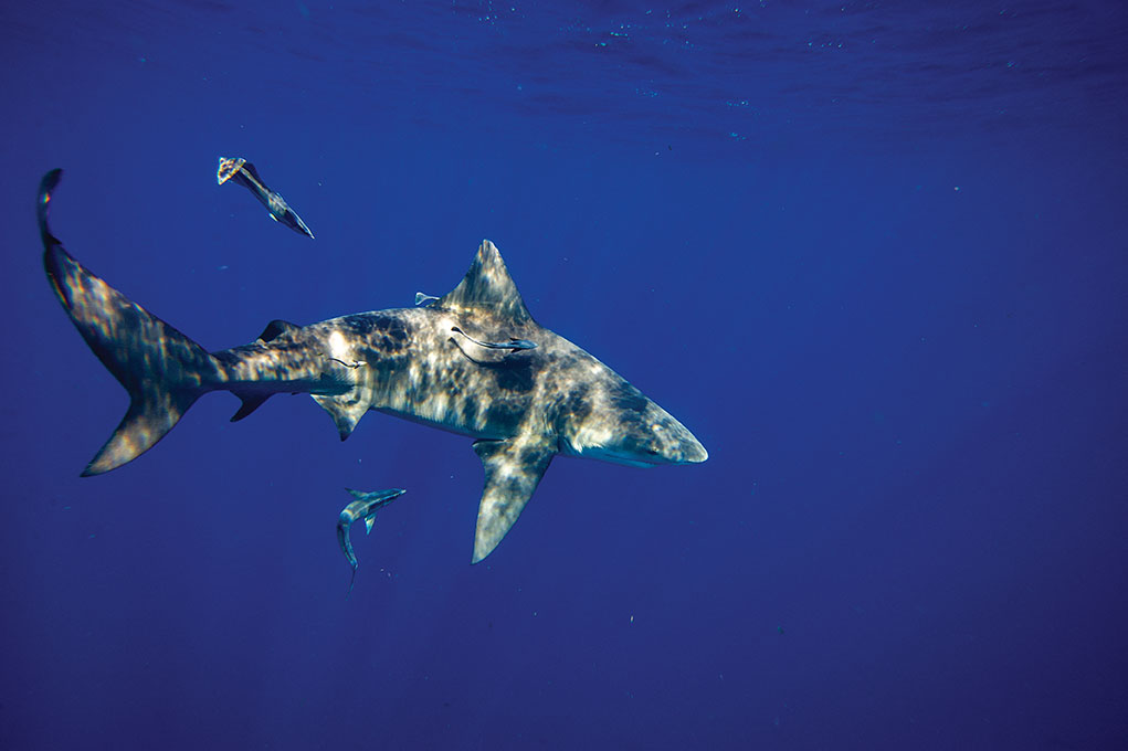 Joseph Prezioso / AFP