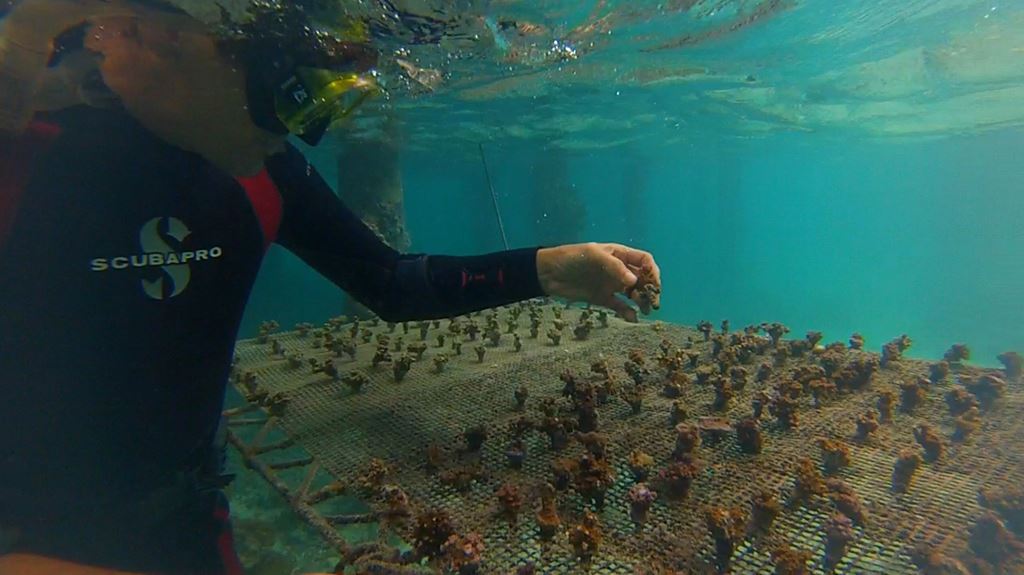 Les élèves ont écrit le scénario dans lequel des enfants s'interrogent sur le corail