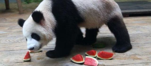 Les parieurs chinois comptent sur leurs pandas devins au Mondial-2014